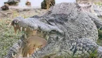 常见食肉动物有哪些 陆地上最强大的食肉动物排名