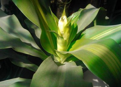 龙血树风水摆放三不要 适合摆放在什么位置