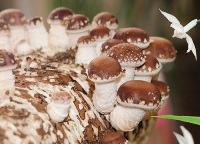 香菇和什么不能一起吃 香菇的禁忌食物 相克