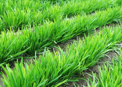 种韭菜施什么肥长得好 韭菜种植的施底肥与追肥方案