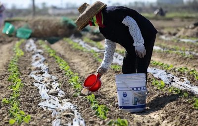 氮肥作用于植物的哪个部位 施用氮肥过量或不足的影响