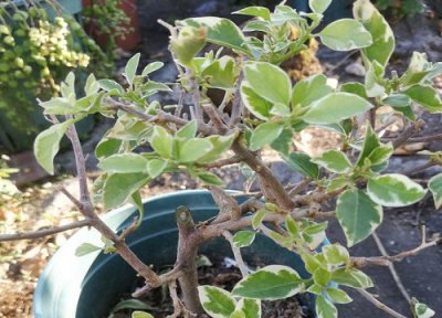 三角梅修剪后要控水吗 三角梅修剪控水后还是不开花是什么原因