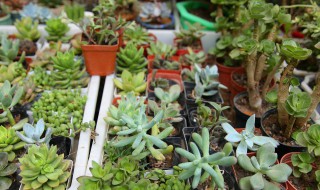 多肉在家种植方法 多肉如何种植