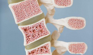 骨髓在人体哪个部位 骨髓在人体什么位置呢