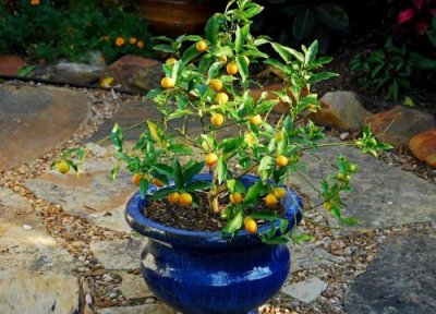 金桔零下几度能过冬不会死 冬季金桔树能承受最低温度