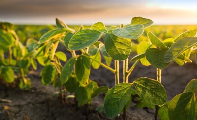 大豆种植的株距和行距是多少合适 夏大豆最佳种植的间距