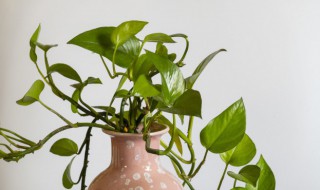 绿萝柱怎么做 绿萝柱的做法