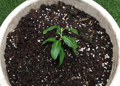 长春花种子播种时间 长春花种子什么时候播种最好