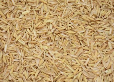 稻谷成熟时间 稻谷什么时候成熟