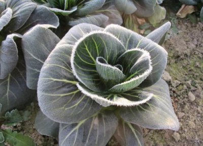 蔬菜防冻剂真的防冻吗 防冻液的成分、效果、有效期