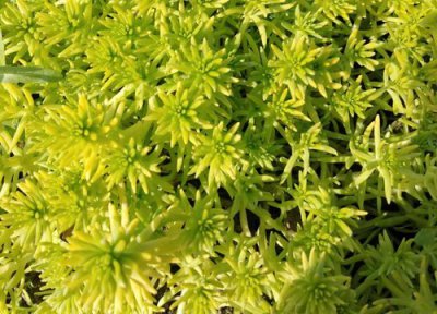 佛甲草开花吗 开花长什么样子 图片