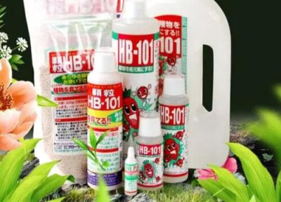 君子兰中间夹叶怎么办 君子兰的新叶夹住如何解决