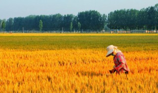 什么是农业产业化 农业产业化的概念