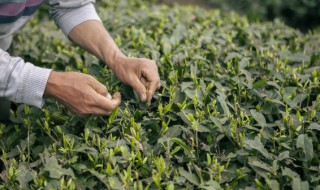 瓜片茶产于哪里 瓜片茶产地介绍