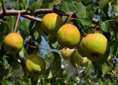 玉露香梨产地哪里的好 山西产地隰县的玉露香梨特点