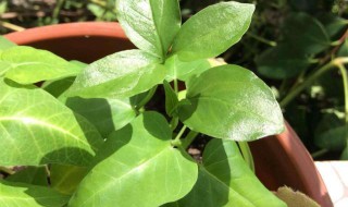 半夏栽培技术大全 半夏盆栽的养殖方法和注意