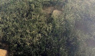麦黄草人工种植方法 麦黄草如何人工种植