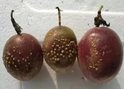 百香果种植中常见病害 百香果病虫害防治技术与方法措施