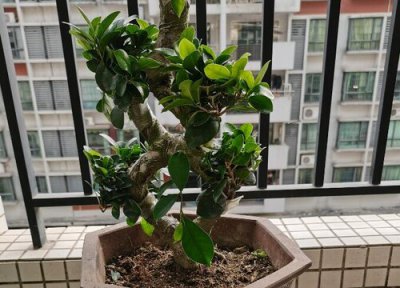 榕树盆景放客厅吉利吗 家里放榕树盆景风水到底好吗