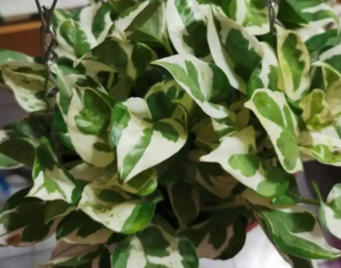 白金葛的养殖方法 白金葛的养殖方法和注意事项