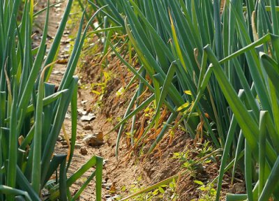 山东大葱移栽时间 山东大葱种植时间和方法