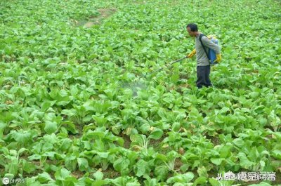 作物用什么样的叶面肥最好 什么情况采用叶面施肥效果好