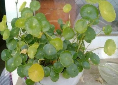 铜钱草叶子发黄是什么原因 土培和水培铜钱草黄叶原因