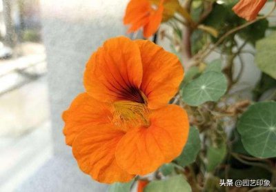 旱金莲的养殖小妙招 旱金莲怎样养护与养殖方法