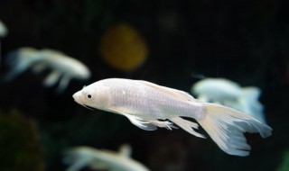 鱼离不开水的原因是什么 鱼为什么离不开水