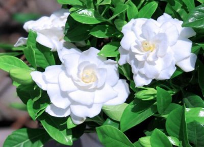 红色栀子花的花语 栀子花所有颜色的花语