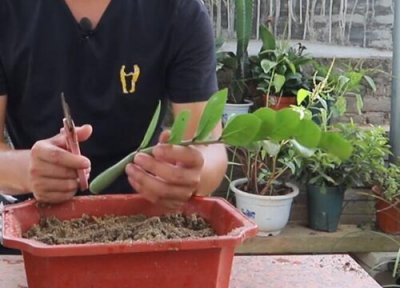 摇钱树怎么修剪好看 摇钱树什么时候修剪合适