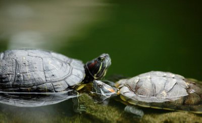 乌龟不吃龟粮怎么办 什么原因会导致乌龟不吃东西