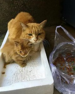 流浪猫渴望被收养的表现 如何判断流浪猫是否想被抱回家