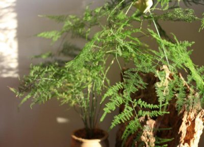 文竹耐寒最低温度是多少 文竹越冬管理方法