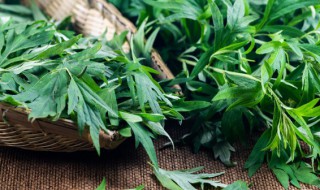 艾草汁能冷冻保存吗 艾草汁可以放冰箱冷冻保存吗