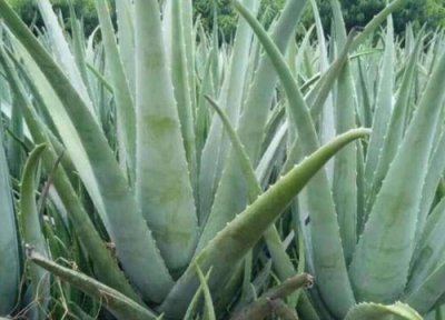 新鲜芦荟的功效与作用 新鲜芦荟的功效与作用及食用方法