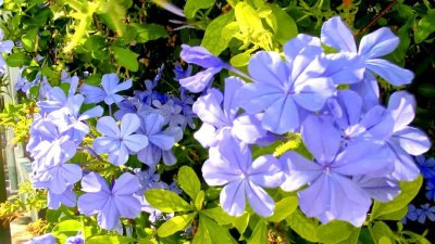 代表忧郁的花 花语象征着忧郁伤感的花卉及图片