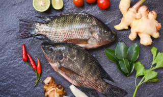 鱼怎么才能保存久一点 鱼如何才能保存久一点