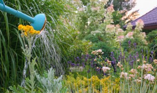 矮化盆景冬天怎么浇水 矮化盆景冬天如何浇水