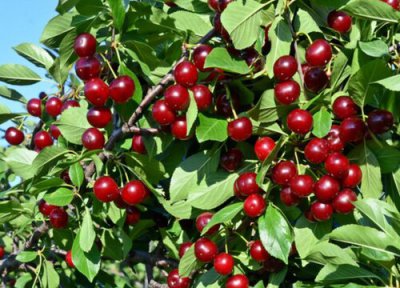 大连樱桃什么时候上市 一般几月份成熟