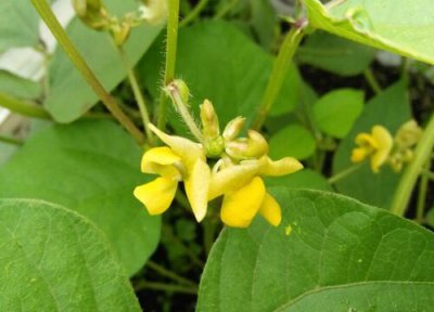 养花为什么不开花 养的花不开花是什么原因