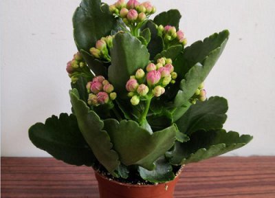 长寿花不开花是什么原因引起的 怎么解决