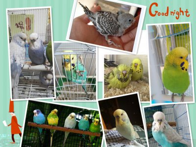 鹦鹉怎么分辨公母 公鹦鹉和母鹦鹉的区分方法是什么