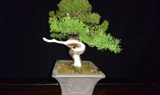 真柏怎么种植 真柏的种植养护方法