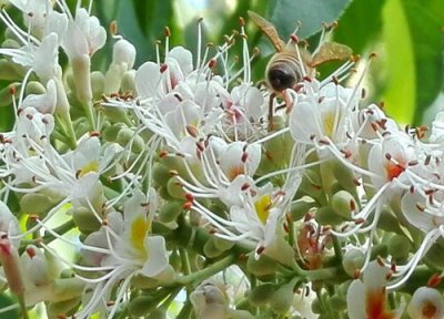自花传粉和异花传粉的区别及异同点 哪个更普遍更优越