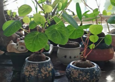 代表安静的花 安静是什么花的花语