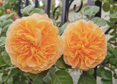 月季花花语和寓意 月季花的花语是什么