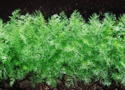 割茬茴香种植时间 割茬茴香种植时间和方法