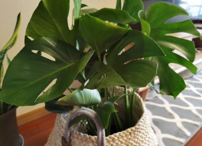 龟背竹的冬季养殖方法和注意事项 龟背竹的养殖方法和注意事项有哪些