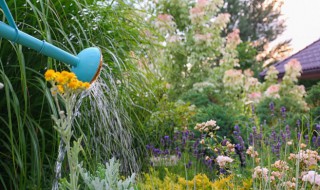 大绿萝怎么浇水 大绿萝浇水的方法